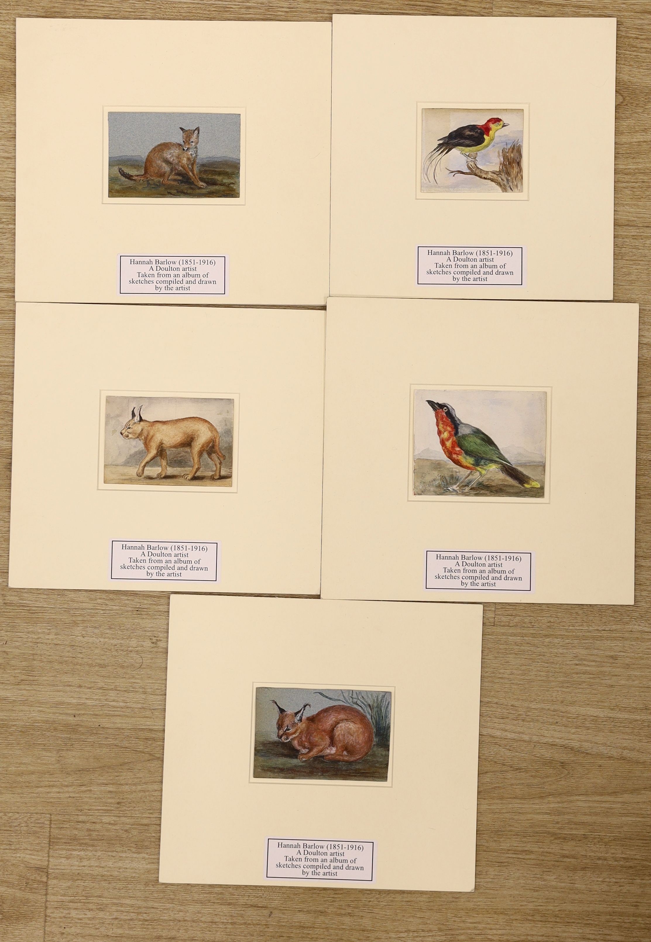 Hannah Barlow (1851-1916) - five watercolours on paper, Great African Shrike, two of Caracals, a fox and a bird of paradise, unframed, largest 9 x 11.5cm